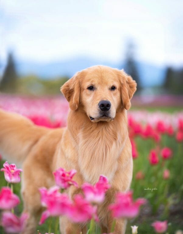Rush Hill Golden in flowers