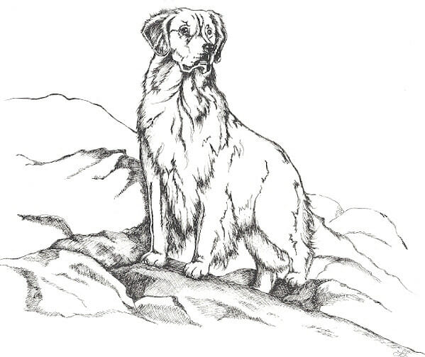 Rush Hill Goldens illustration