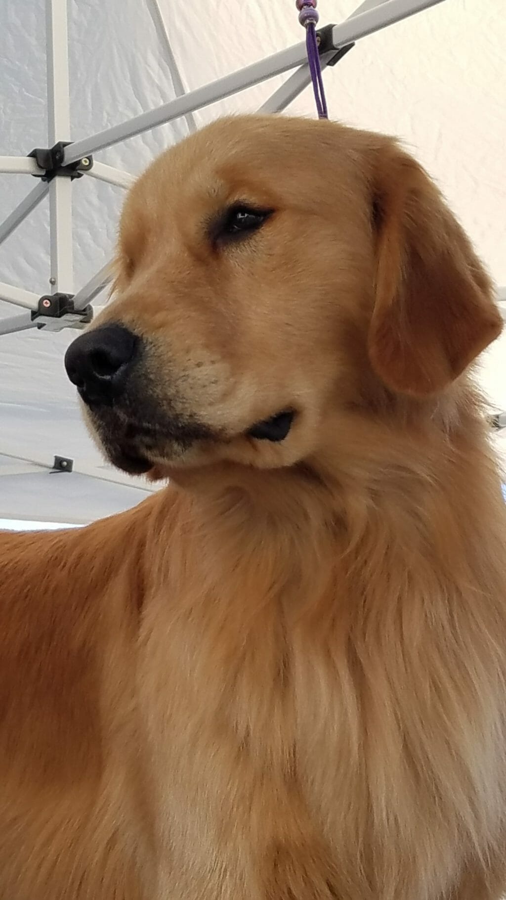 Photo of CH. Rush Hill’s Right To Remain Simon CD, BN, TKN, a  Golden Retriever.