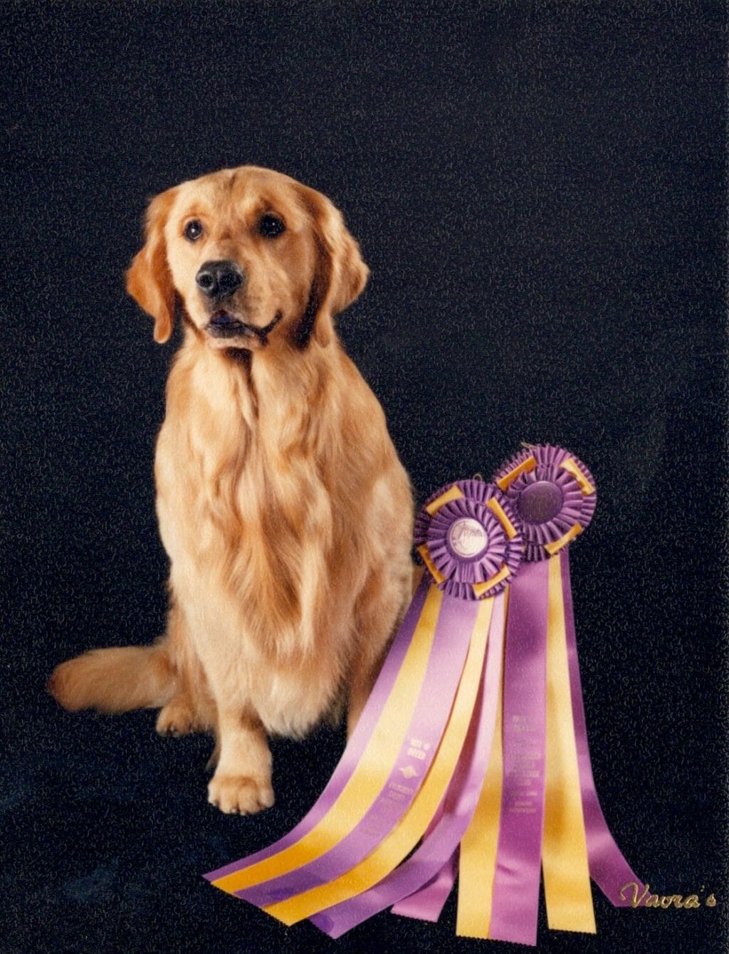 Photo of BISS Am/Can CH Rush Hill’s Time Bandit, a  Golden Retriever.