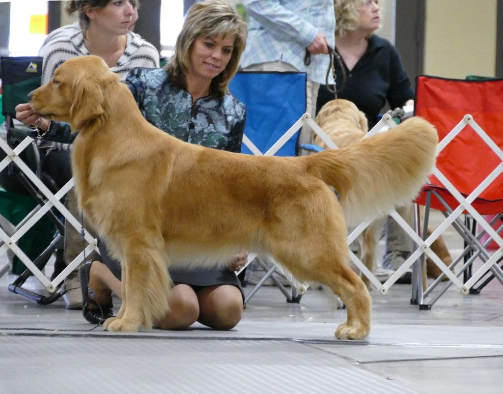 Photo of MBIS/MBISS GCHP Rush Hill’s See Q’Will to Golden Hills SDHF, a  Golden Retriever.