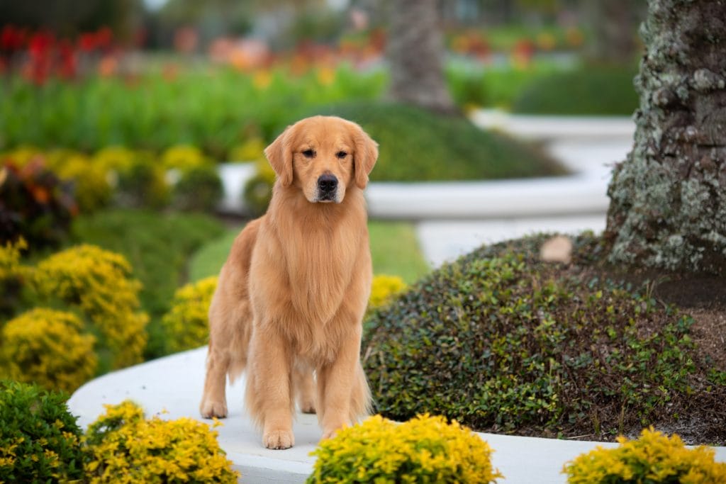 Photo of MBIS/MBISS GCHP Rush Hill’s See Q’Will to Golden Hills SDHF, a  Golden Retriever.