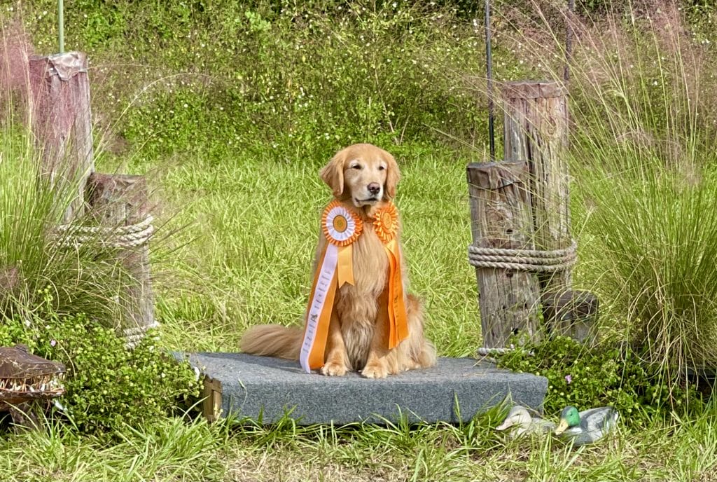 Photo of SHR, GCH Rush Hill’s Without Consent CD, BCAT, AJ, AN, DJX3, DS, ATT, FDC, NAJ, JH, BN, RE, RATO, CA, DJA, CGC, TKI, WC, VXC, a  Golden Retriever.