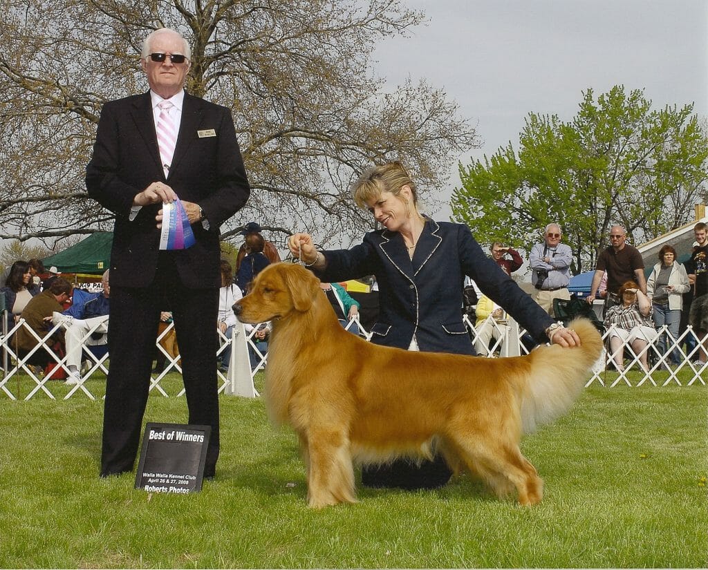 Photo of CH MACH PACH Rush Hill’s Chief Justice RE, MXS, MJG, MXP3, MXPB, MJP4 MJPB, PAX, NFP, PADHF, a  Golden Retriever.