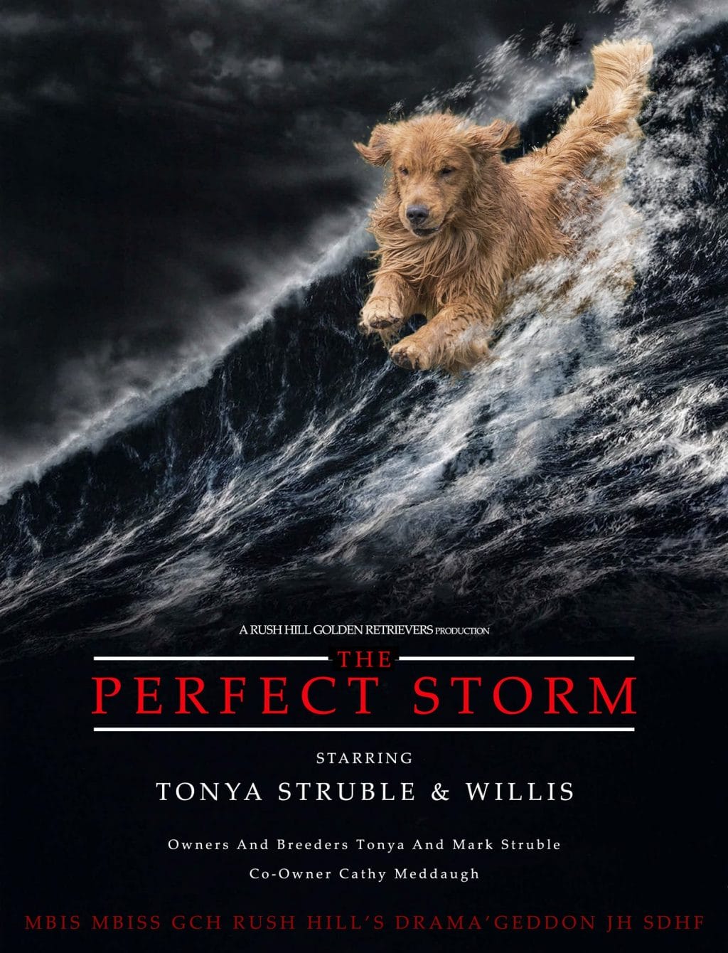 Photo of MBIS MBISS GCHP Rush Hill’s Drama’geddon RN, JH, WC, RATO, SDHF, OS, a  Golden Retriever.
