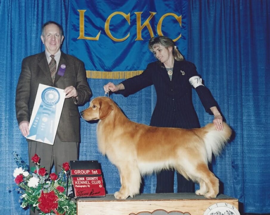 Photo of CH Rush Hill’s Spectacular Bid, a Golden Retriever.