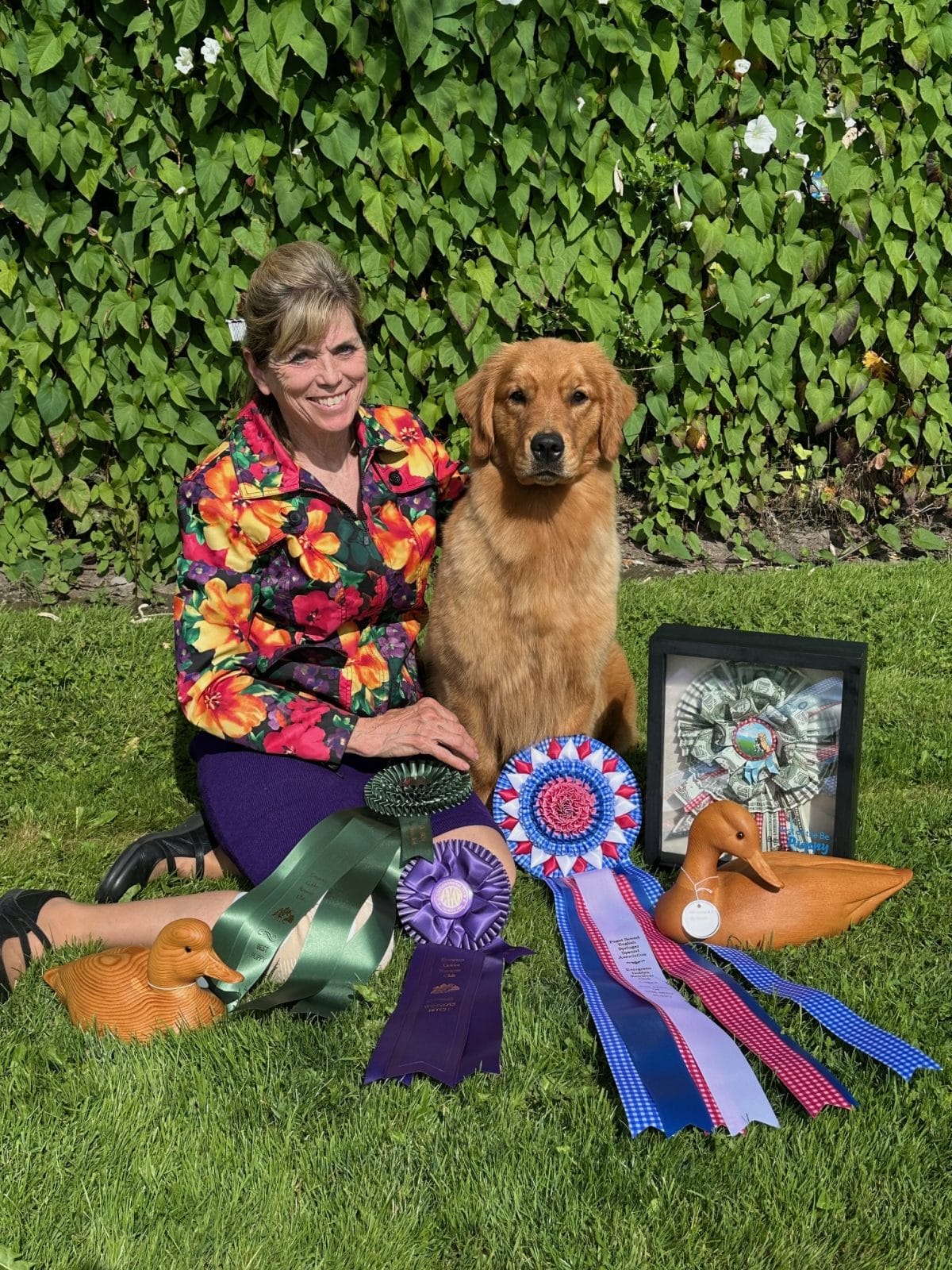 Photo of Rush Hill’s Wear’n My See Q’Win Crown, a Dark Gold Golden Retriever.